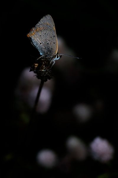 Small fire butterfly by Danny Slijfer Natuurfotografie