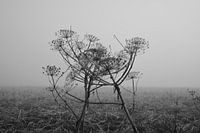 Berce du Caucase dans la brume
