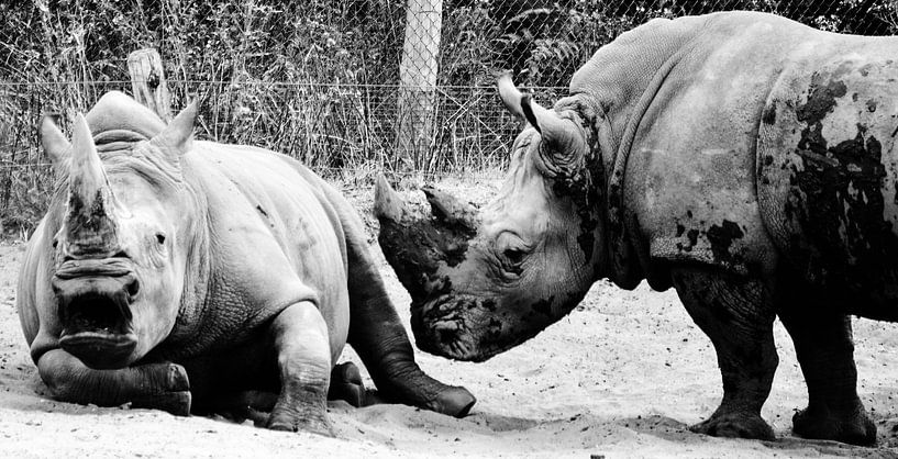 rhino von melissa demeunier