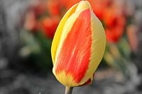 Tulp
