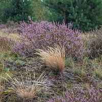 Flowering heather with grass and moss