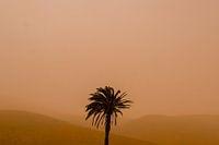 Palm tree in orange landscape - Calima