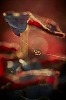 Spider in evening light