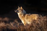 Wolf profite du soleil de fin d'après-midi