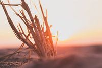 Sonnenuntergang am Strand mit Zweigen.