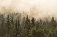 Morgennebel über dem Wald