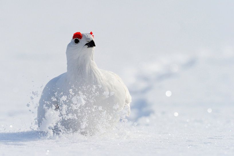 Männlicher Sumpfschneehuhn im Winterkleid von Beschermingswerk voor aan uw muur
