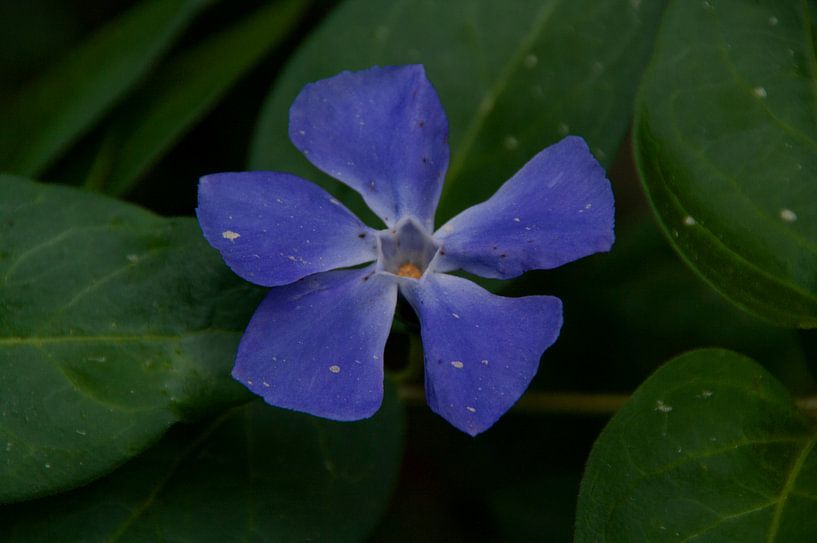 Bloemen von Rick Biermans