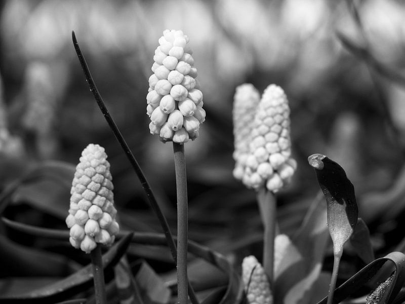 Schwarze und weiße Traube von Martijn Tilroe