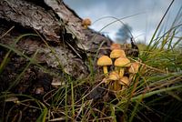 Pilze im Stammbaum von Nadelbäumen