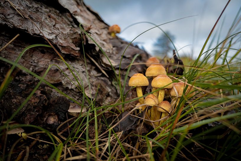 Pilze im Stammbaum von Nadelbäumen von Rutger van der Klip