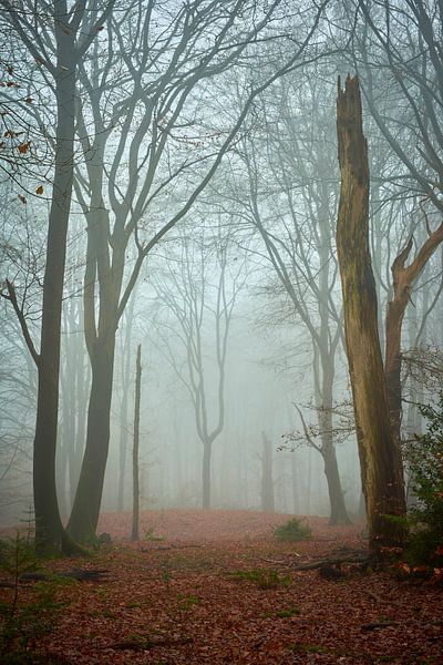 Cathédrale de la nature à Speulderbos par Jenco van Zalk