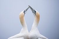 Bedingungslose Liebe von den schönen Basstölpeln.