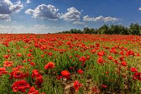 Champ de coquelicots en Andalousie, Espagne.