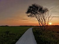 Cage road with birch tree
