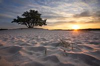 Bäume und Sanddünen II