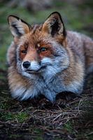 Vos in de Amsterdamse Waterleiding Duinen