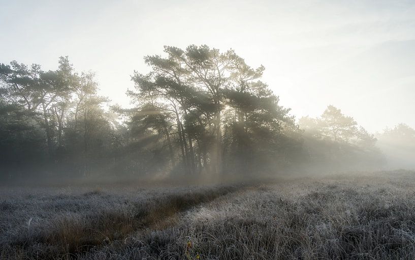 A misty day in nature by Mart Houtman