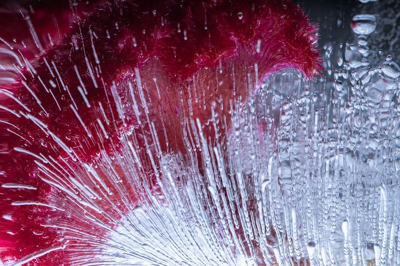 Peigne à coq dans de la glace cristalline 3 par Marc Heiligenstein