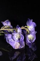 Close up purple flower on black