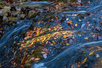 Spot lumineux sur des feuilles d'automne dans un ruisseau de montagne