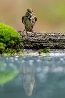 Blackhead (female) after bathing