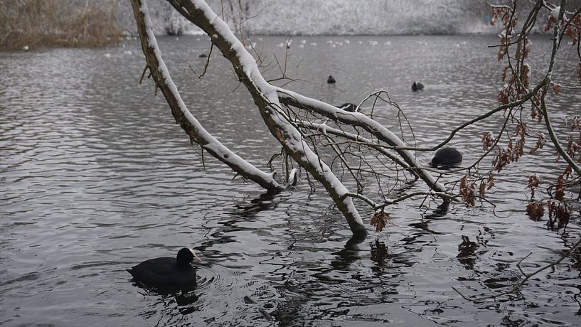 Snow season. by fotograaf chaimaa