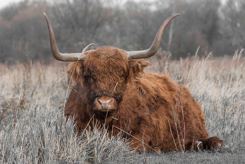 Schottischer Highlander ruht sich aus von Ans Bastiaanssen