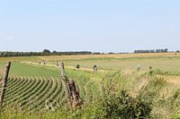 uitzicht over de weilanden