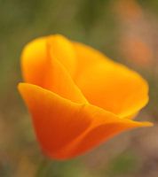 Goldmohn