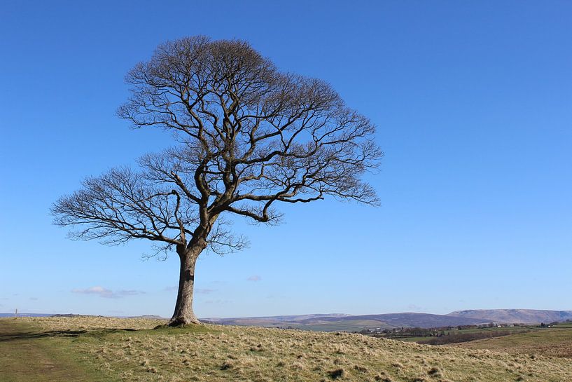 Single tree, Peak District, England by Imladris Images