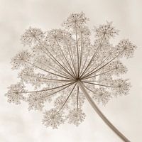 Garland of giant hogweed in sepia 2