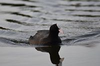 Coot in the water
