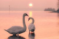 Two Swans