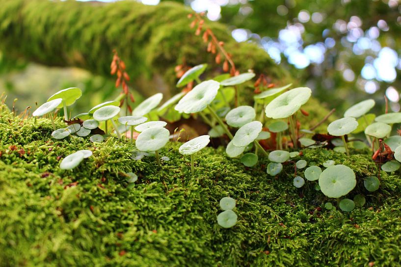 De kleurrijke natuur.  by jorrit Verduijn