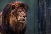 Hochkonzentrierter afrikanischer Löwe