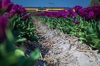 Tulpen met trein (Holland)