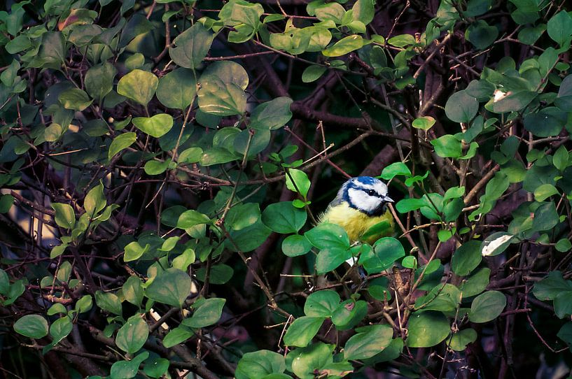 De Blauwmees by Dennis Timmer