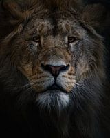 Löwe in der Wildnis