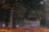 Herbstbogen in Buurse