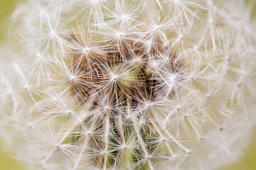 Löwenzahn Puffball auf Gelb von Iris Holzer Richardson