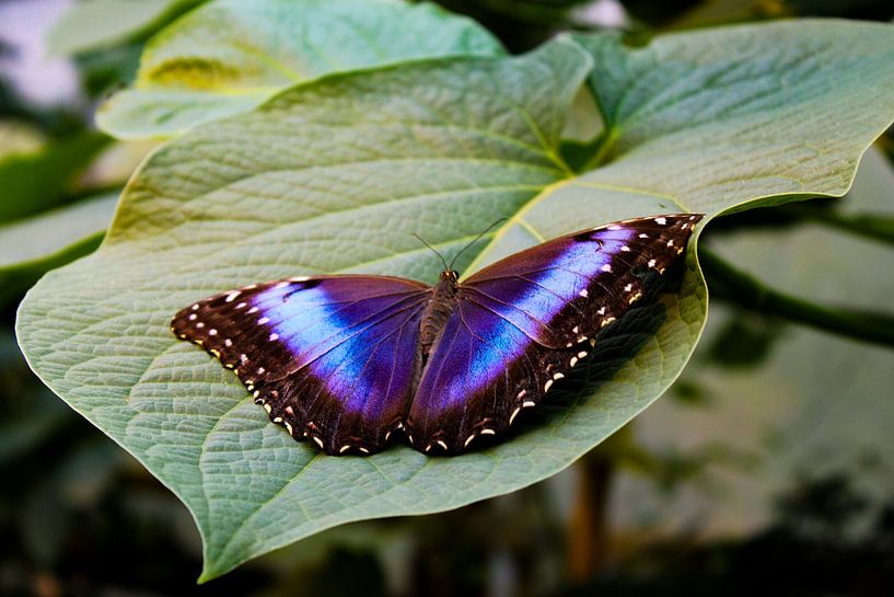 Blue butterfly by Patty de Graaf