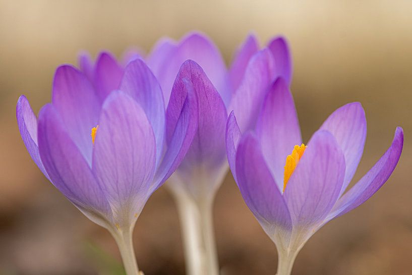 Frühling Blumen von Adri Klaassen