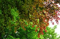 Beuken blader pracht