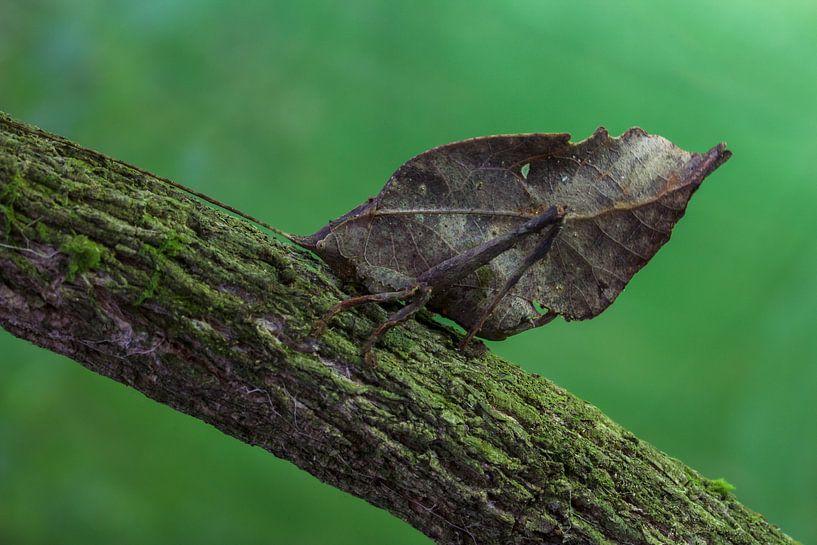 Leaf katydid by Stijn de Jong