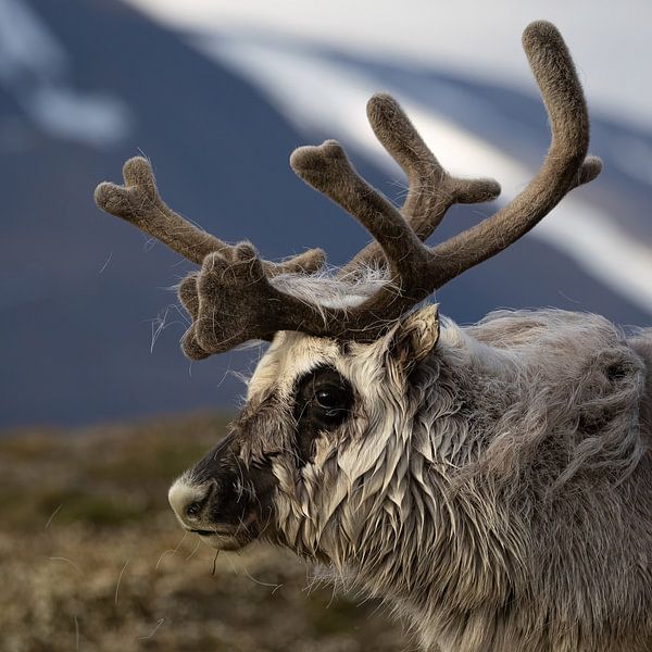 Un fier renne du Svalbard dans la lumière du soir par AylwynPhoto