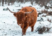 Snowy Scottish Highlander