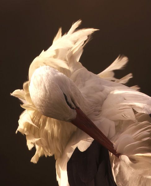 Ooievaar tijdens het onderhoud van de veren van fb-fotografie