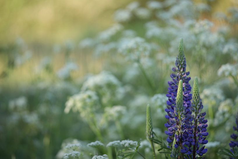 Purpurne Lupine von Fotografie John van der Veen