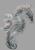 Seahorse